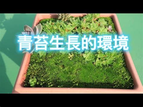 青苔養殖|青苔的養殖方法和注意事項